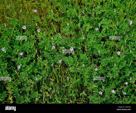 Spring wildflowers at the Hayward Regional Shoreline park in Hayward ...