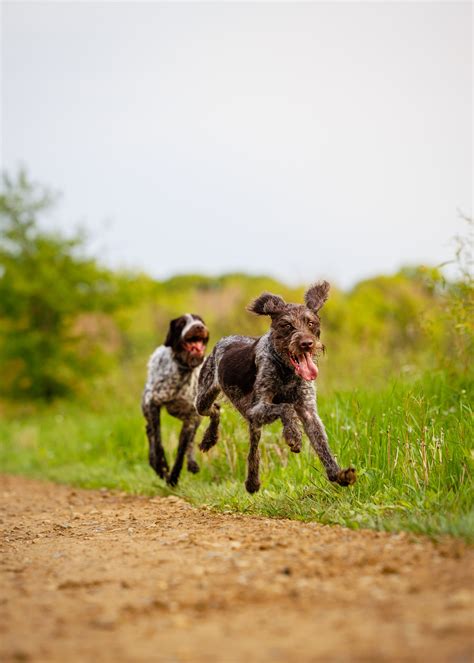 Carlos Avery Wildlife Management Area | Scruff Life Photography
