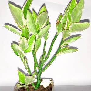 Planet Basket Pedilanthus Plant Price in India - Buy Planet Basket ...