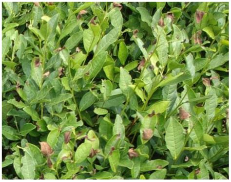 TSBA-YOLO: An Improved Tea Diseases Detection Model Based on Attention ...