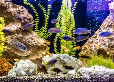 Parasitic Digestive Disorders in Fish | PetMD