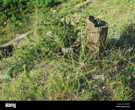 Wild asparagus plant growing on rural path near Alora Andalusia Stock ...