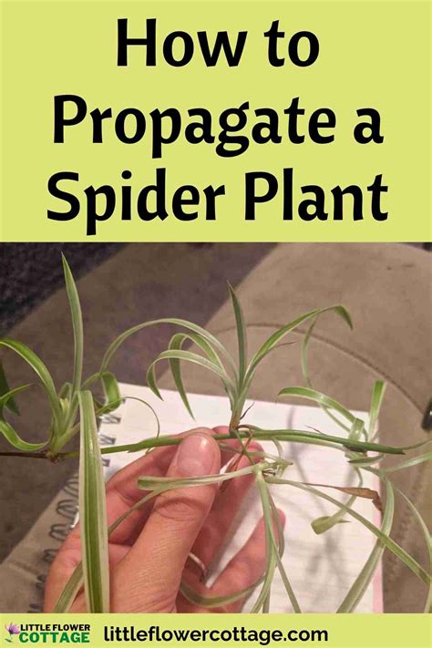 How to Propagate a Spider Plant: A Step-by-Step Guide - Little Flower ...