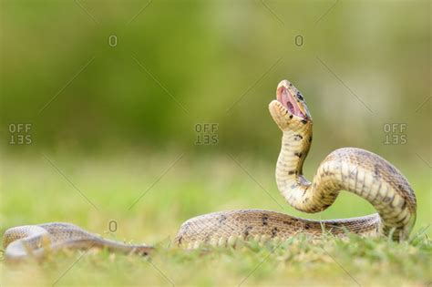 Python Mouth Open Deer 的图像结果