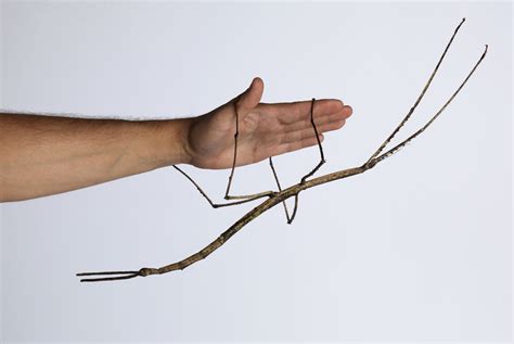 Behold, the Gargantuan Stick Insect - Science Friday