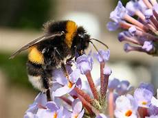 bienen niedrigere klassifizierungen wasp bees nest removal honeybee centre bienen niedrigere klassifizierungen wasp bees nest removal honeybee centre