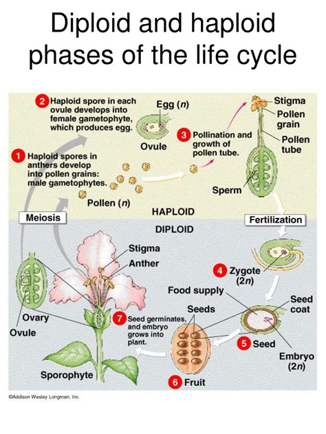 Is Asexual Reproduction Haploid Or Diploid at Hamish Spooner blog
