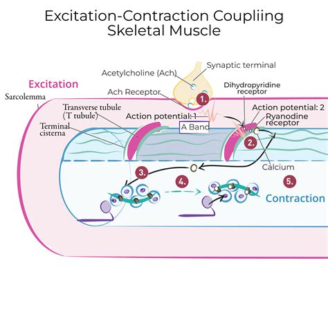 Image result for Excitation-Contraction Coupling Process
