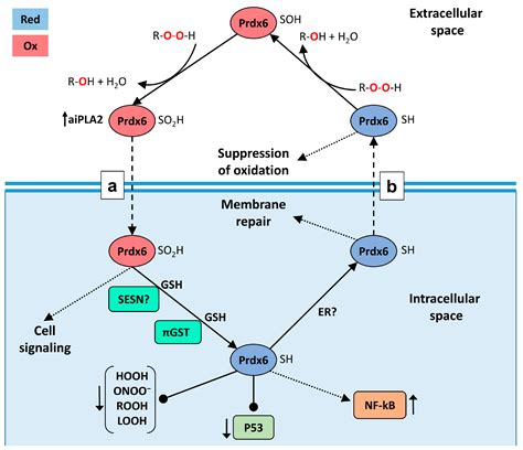 The Role of Phospholipase Activity of Peroxiredoxin 6 in Its ...