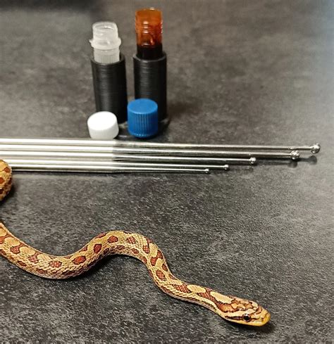 Snake Sexing — KBN Reptiles