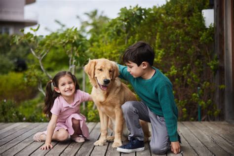 Sis vs Bro Dog 的图像结果