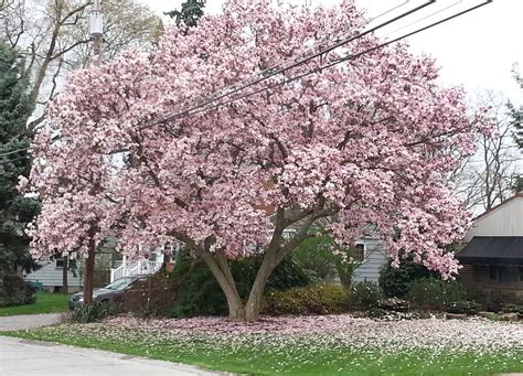 Pink Magnolia Tree
