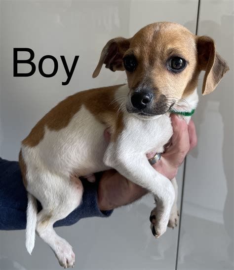 Image result for Mini Stumpy Jack Russell