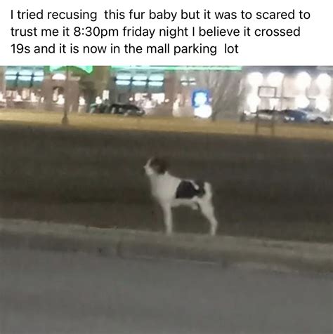 Motherhood and Muffin Tops : The Dog Named Otis