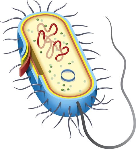 Image result for Bacteria Simple Drawing