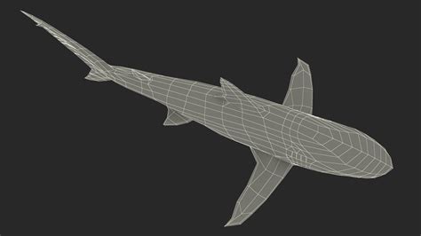 3D Realistic Dusky Shark | 3D Molier International