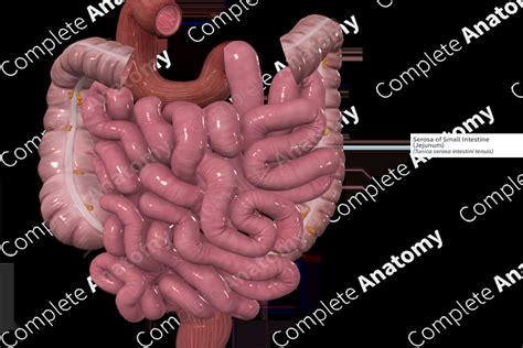 Image result for Small Intestine Jejunum