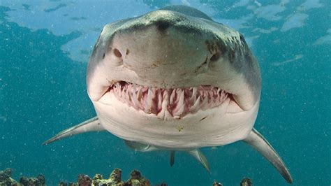 Tiger Sharks Pictures