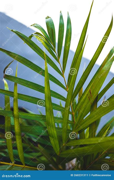 Golden Cane Palm Plant Outdoor in Sunny Backyard, Close-up Stock Image ...
