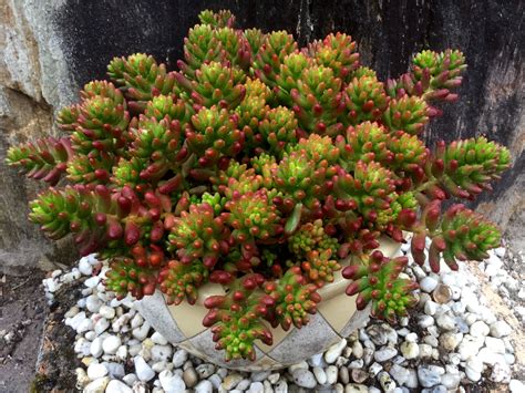 Growing Sedum in Containers: Tips and Tricks for a Lush, Low ...