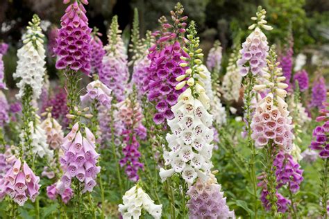 25 Best Perennial Plants and Flowers to Grow