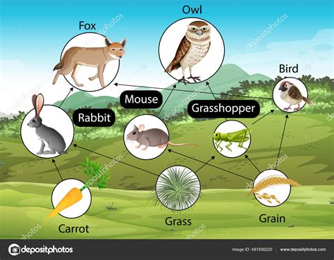 Fox Food Chain