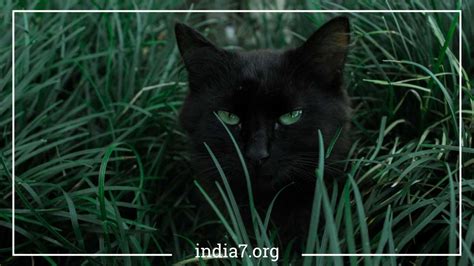 Image result for Cat Behaviour