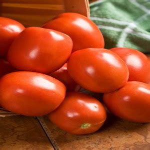 GROUNDOXY TAMATO (TAMAATAR) T83 HYBRID SEED FOR YOUR HOME GARDEN ...