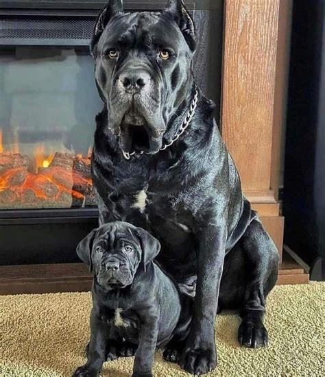 "Italian Mastiffs: The Cane Corso" | Corso dog, Cane corso dog, Big dog ...