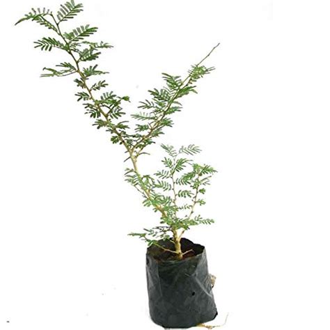 LilPlants Prosopis Cineraria, Shami Plant, Vanni Maram, Banni Mara ...