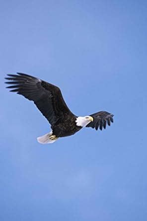 Flight of the Bald Eagle Journal: Lined Notebook/Diary : Cool Birds ...