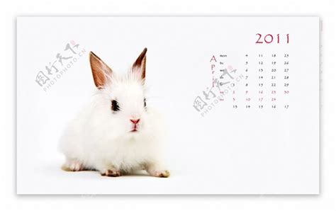 2011兔年挂历图片素材-编号08583207-图行天下