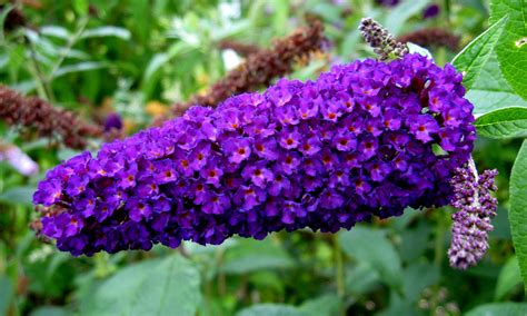 Types Of Purple Butterfly Bushes at Troy Musselman blog