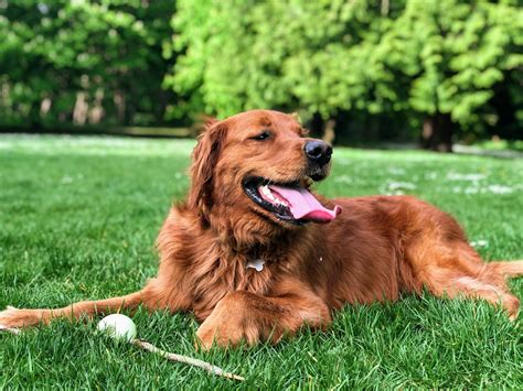 Red Golden Retriever Care: Tips for a Healthy, Happy Dog