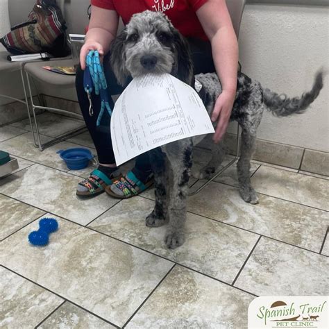 PetVet Care Centers on LinkedIn: #vetmed #petvet #doodle