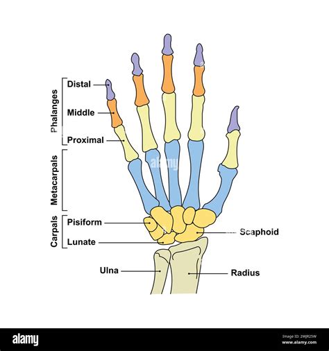 Labeled human bones hi-res stock photography and images - Alamy