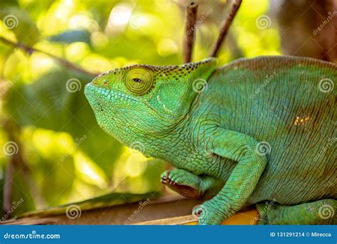 A Chameleon Species that is Endemic To Wild Nature Madagascar Stock Photo - Image of madagascar ...