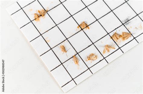 Image result for Cloth Moth Control