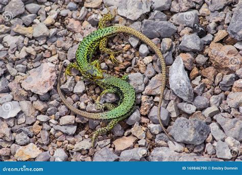 Two Green Fighting Lizards on Rocks Background Stock Photo - Image of ...