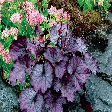 Heuchera X Northern Exposure Purple Coral Bells | SiteOne