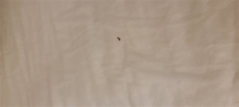 MAJESTIC MOUNTAIN INN (Payson) - Hotel Reviews, Photos, Rate Comparison ...