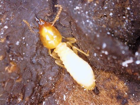 Image result for Formosan Termite Alate