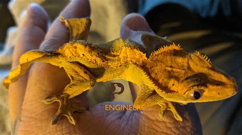 Yellow Crested Gecko