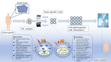 Frontiers | Potential biomarkers: Identifying powerful tumor specific T ...