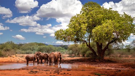 Where Do Elephants Live Map