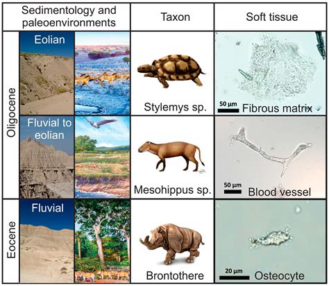 Controls on Soft Tissue and Cellular Preservation in Late Eocene and ...