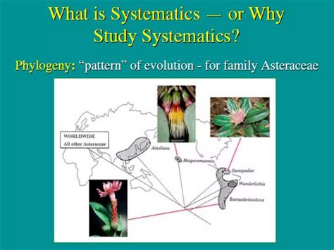 What is Systematics | PDF