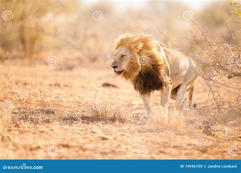 标记他的疆土的公狮子 库存图片. 图片 包括有 通配, 狮子, 国家, 重婚, 马拉, 及早, 肯尼亚, 大草原 - 74945705