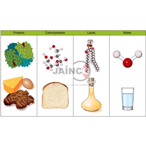 Bacterial Growth Curve Model