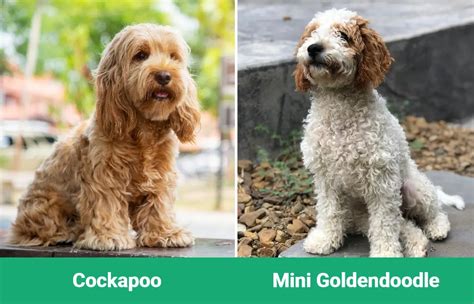 Image result for Mini Goldendoodle Cockapoo